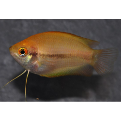 Trichogaster chuna (Colisa chuna) gold 2,5 cm