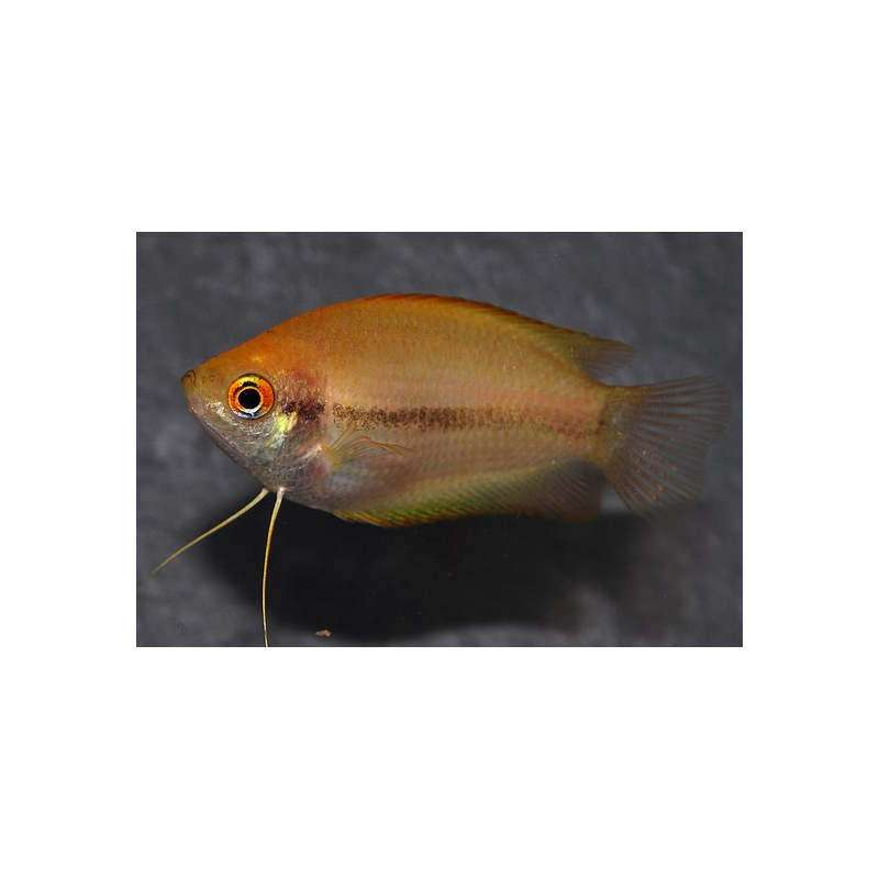 Trichogaster chuna (Colisa chuna) gold 2,5 cm Trichogaster chuna (Colisa chuna) gold 2,5 cm