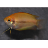 Trichogaster chuna (Colisa chuna) gold 2,5 cm