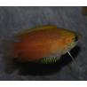 Trichogaster chuna (Colisa chuna) 3 cm