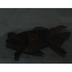Carassius auratus (Télescope noir - Black moor oranda) 3,5 cm