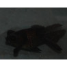 Carassius auratus (Télescope noir - Black moor oranda) 3,5 cm