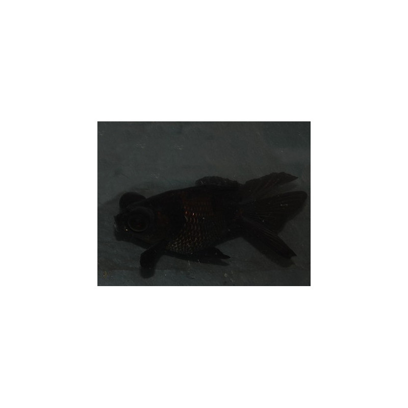 Carassius auratus voile (Télescope noir - Black oranda) 5-5,5 cm