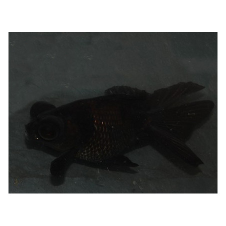 Carassius auratus voile (Télescope noir - Black oranda) 5-5,5 cm