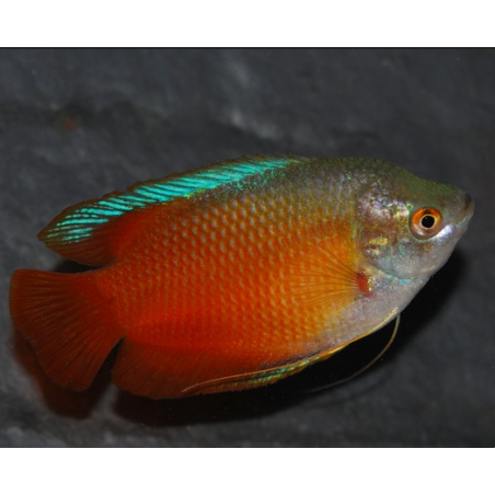 Colisa lalia rouge mâle 4-4,5 cm