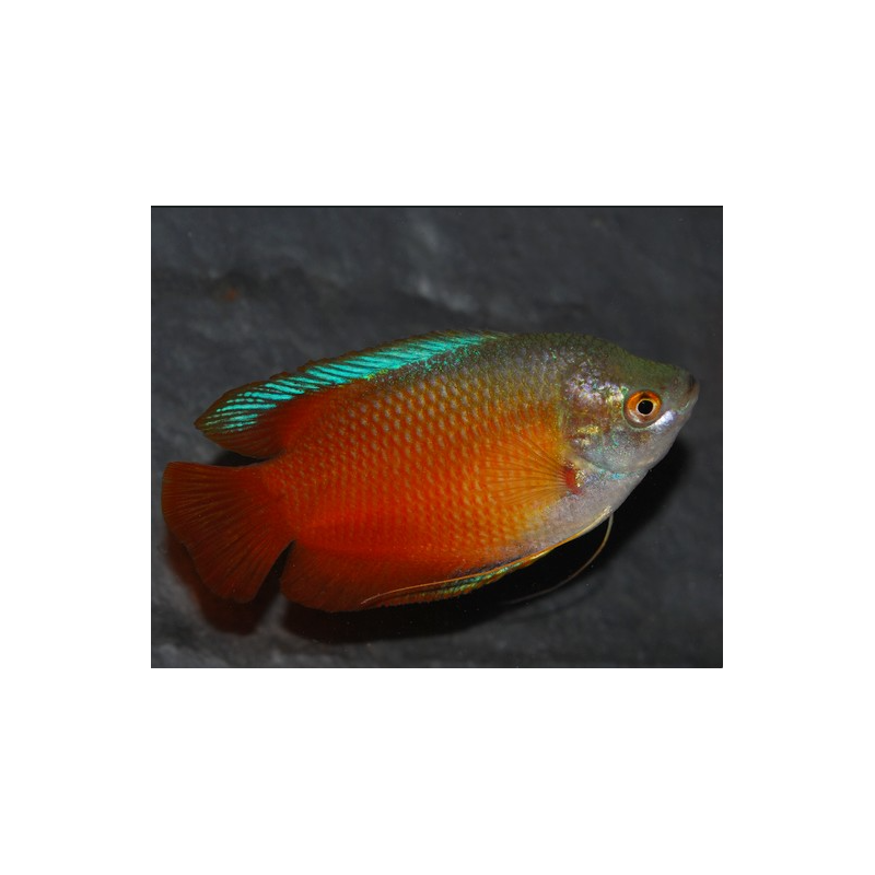 Colisa lalia rouge mâle 3,5 cm Colisa lalia rouge mâle 3,5 cm