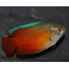 Colisa lalia rouge mâle 3,5 cm