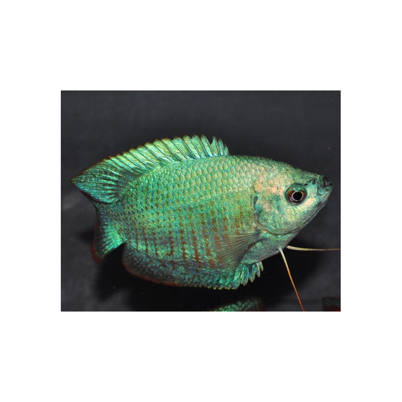 Colisa lalia bleu cobalt mâle 4-4,5 cm