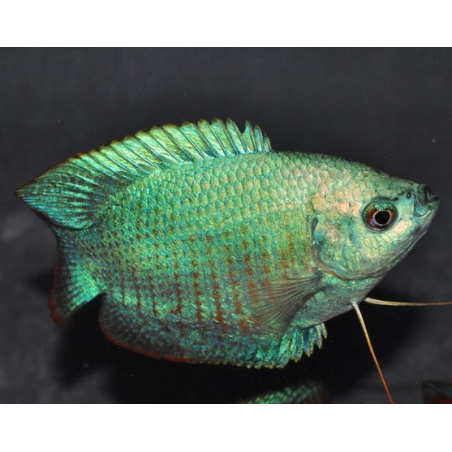 Colisa lalia bleu cobalt mâle 4-4,5 cm