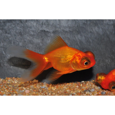 Carassius auratus voile (Télescope rouge) 3,5 cm