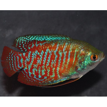 Colisa lalia (Gourami nain) mâle 4-4,5 cm