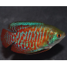 Colisa lalia (Gourami nain) mâle 4-4,5 cm