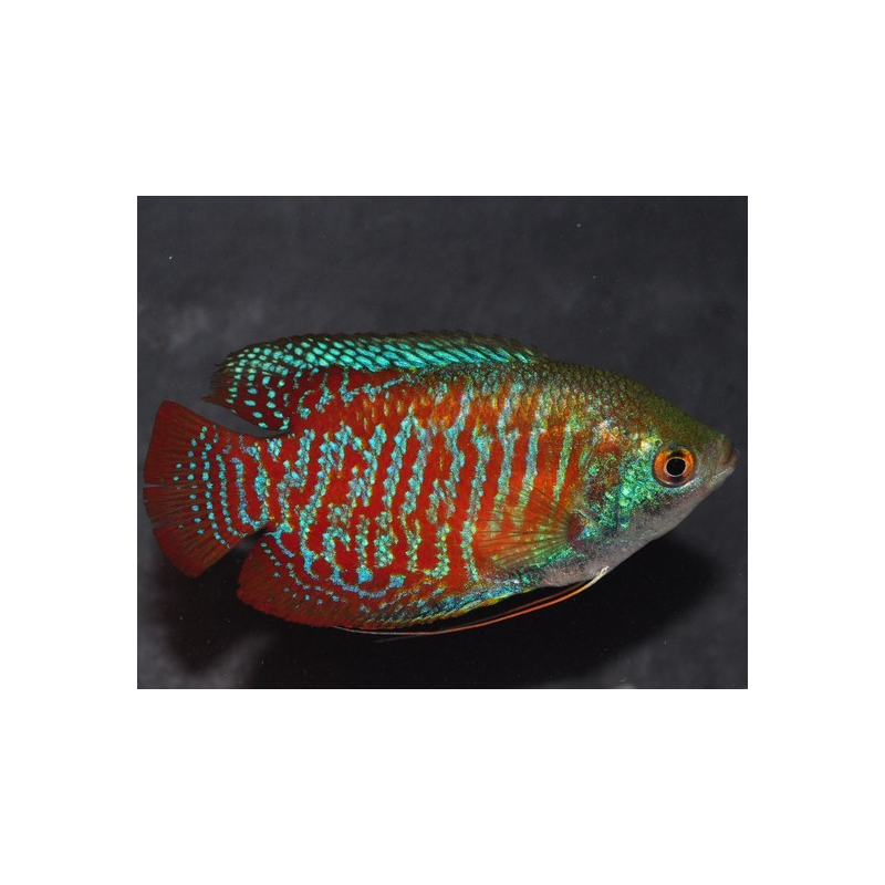 Colisa lalia (Gourami nain) mâle 3,5 cm