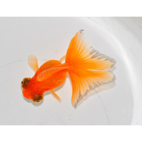 Carassius auratus voile (Papillon rouge) 4-4,5 cm