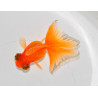 Carassius auratus voile (Papillon rouge) 4-4,5 cm