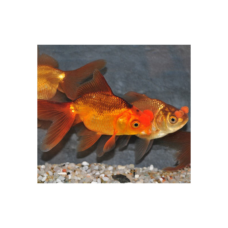 Carassius auratus voile (Pompon) 4-4,5 cm