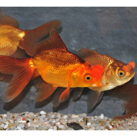 Carassius auratus voile (Pompon) 4-4,5 cm