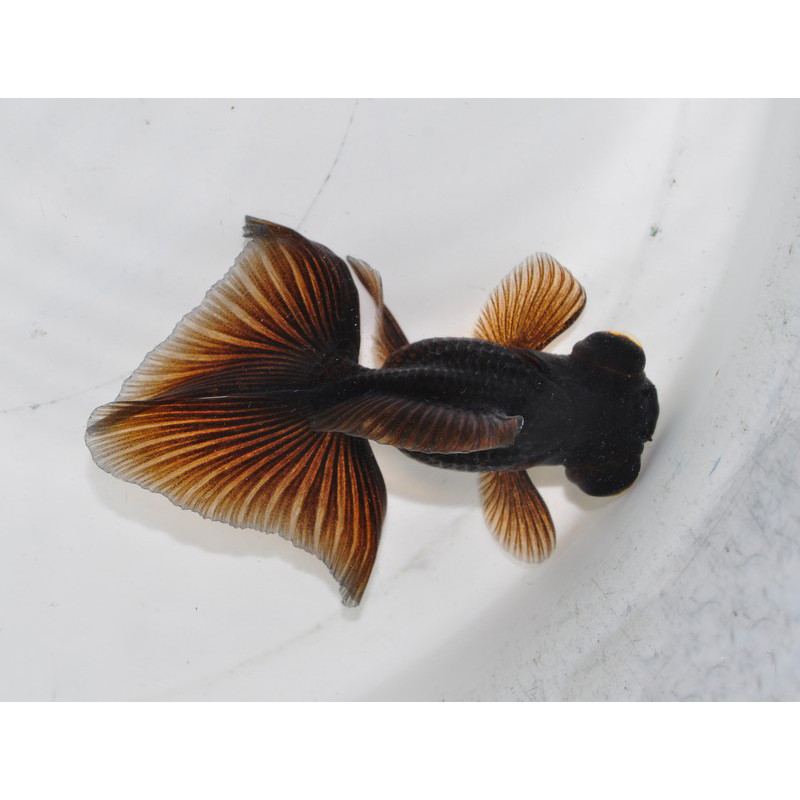 Carassius auratus voile (Papillon noir) 4-4,5 cm