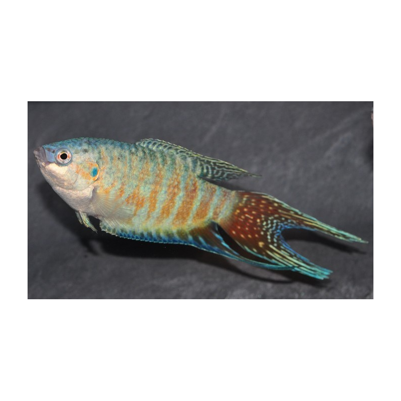 Macropodus opercularis (Poisson paradis) bleu 4-4,5 cm Macropodus opercularis (Poisson paradis) bleu 4-4,5 cm