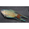 Macropodus opercularis (Poisson paradis) bleu 4-4,5 cm