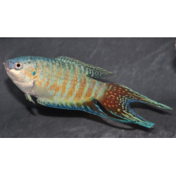 Macropodus opercularis (Poisson paradis) bleu 3,5 cm