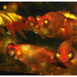 Carassius auratus voile (Celeste) 3,5 cm