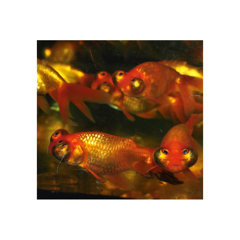 Carassius auratus voile (Celeste) 3,5 cm