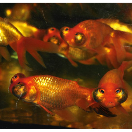 Carassius auratus voile (Celeste) 3,5 cm