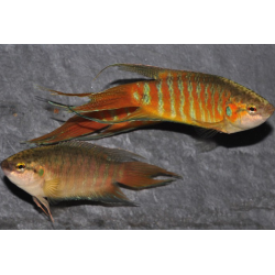 Macropodus opercularis (Poisson paradis) 5-5,5 cm