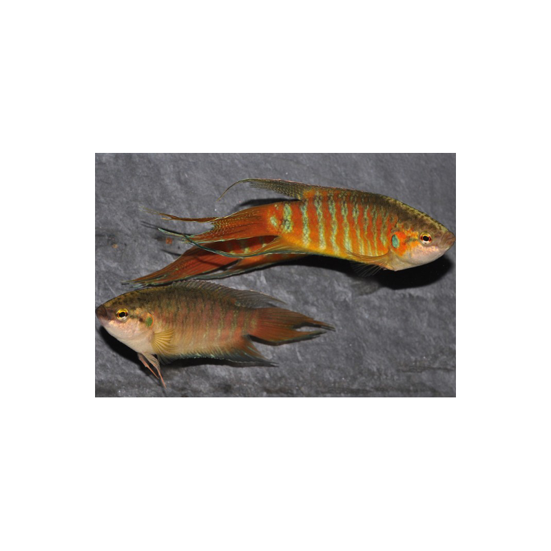 Macropodus opercularis (Poisson paradis) 5-5,5 cm