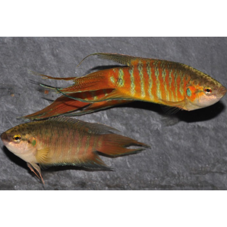 Macropodus opercularis (Poisson paradis) 5-5,5 cm