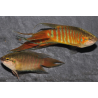 Macropodus opercularis (Poisson paradis) 4-4,5 cm