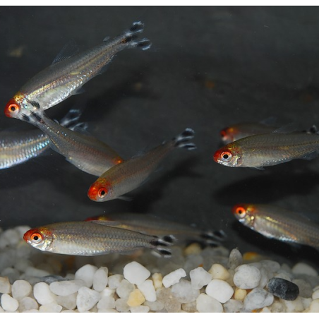 Hemigrammus rhodostomus (Nez rouge) 3,5 cm