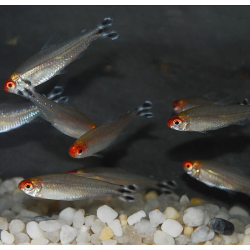 Hemigrammus rhodostomus (Nez rouge) 2,5 cm