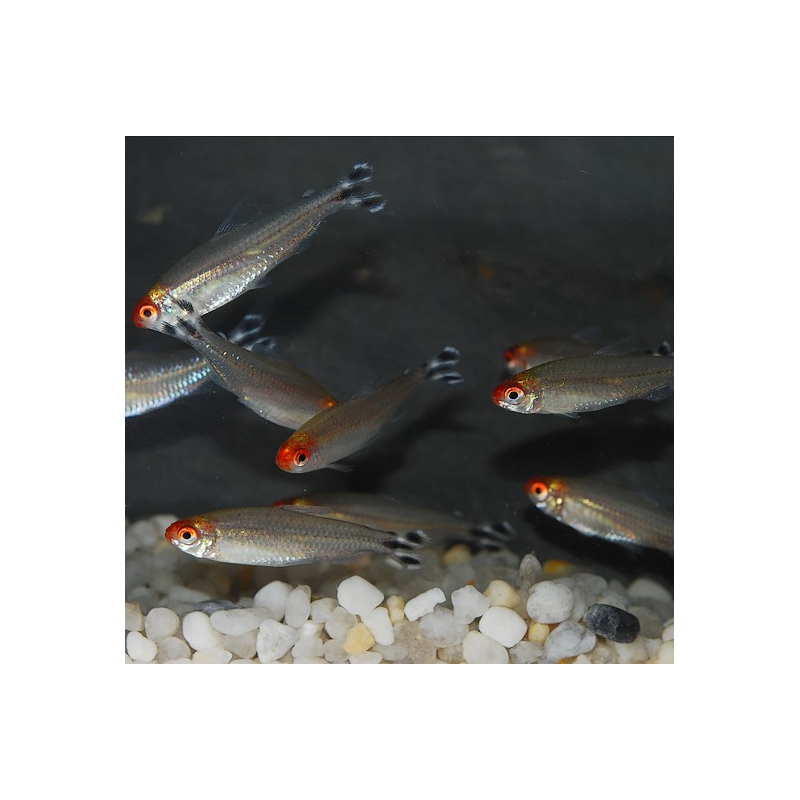 Hemigrammus rhodostomus (Nez rouge) 2,5 cm