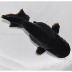 Carassius auratus voile (Ranchu tête de lion noir) 4-4,5 cm