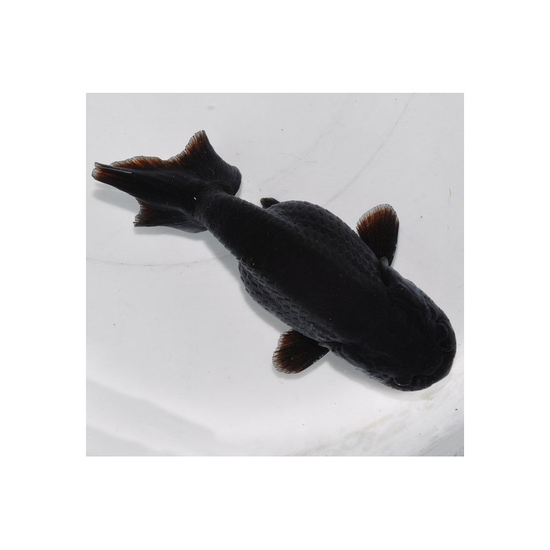 Carassius auratus voile (Ranchu tête de lion noir) 4-4,5 cm