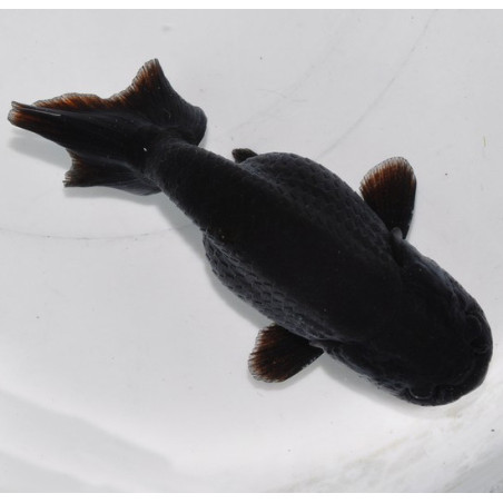 Carassius auratus voile (Ranchu tête de lion noir) 4-4,5 cm