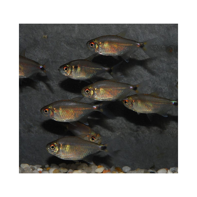Hemigrammus ocellifer (Feux de position) 3 cm Hemigrammus ocellifer (Feux de position) 3 cm