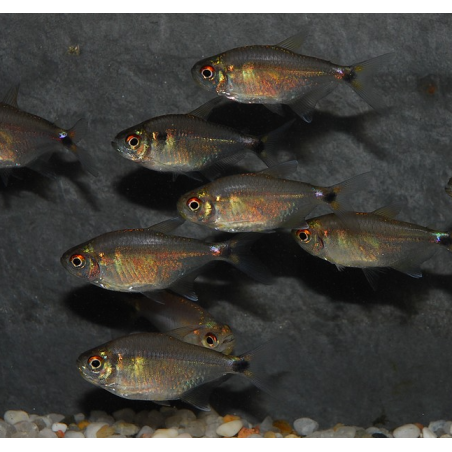 Hemigrammus ocellifer (Feux de position) 2 cm