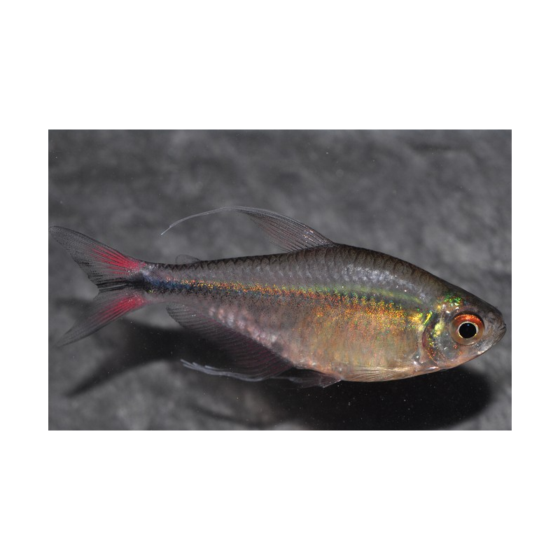 Hemigrammus filamentosus (Tétra lyre) 3,5 cm