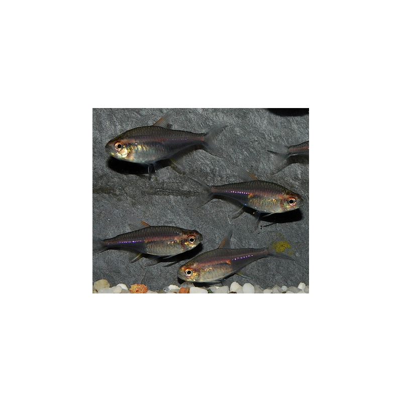 Hemigrammus erythrozonus (gracilis) (Néon rose) 3 cm