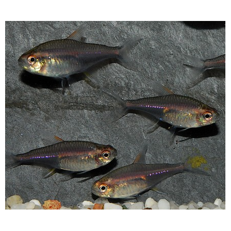 Hemigrammus erythrozonus (gracilis) (Néon rose) 3 cm