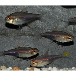 Hemigrammus erythrozonus (gracilis) (Néon rose) 2,5 cm
