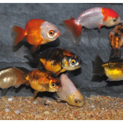 Carassius auratus voile (Ranchu varié) 4-4,5 cm