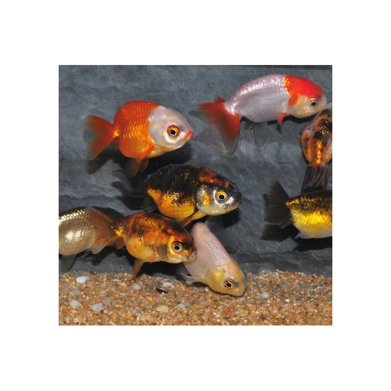 Carassius auratus voile (Ranchu varié) 4-4,5 cm