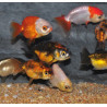 Carassius auratus voile (Ranchu varié) 4-4,5 cm