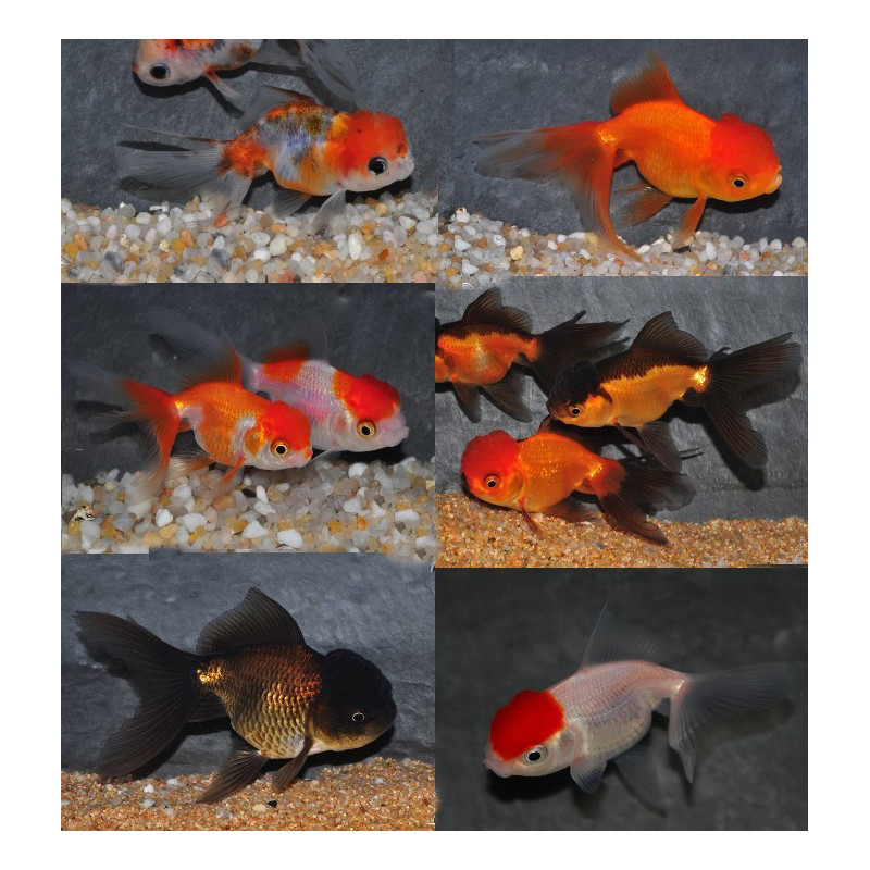 Carassius auratus oranda (Tête de lion varié) 4-4,5 cm