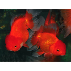 Carassius auratus oranda (Tête de lion rouge) 4-4,5 cm