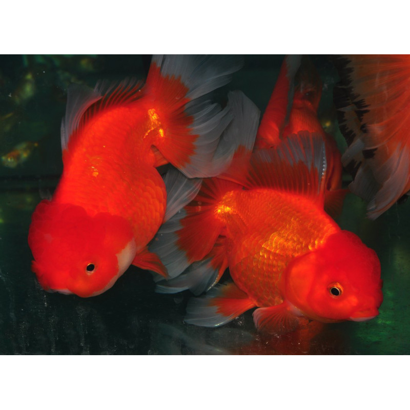 Carassius auratus oranda (Tête de lion rouge) 4-4,5 cm